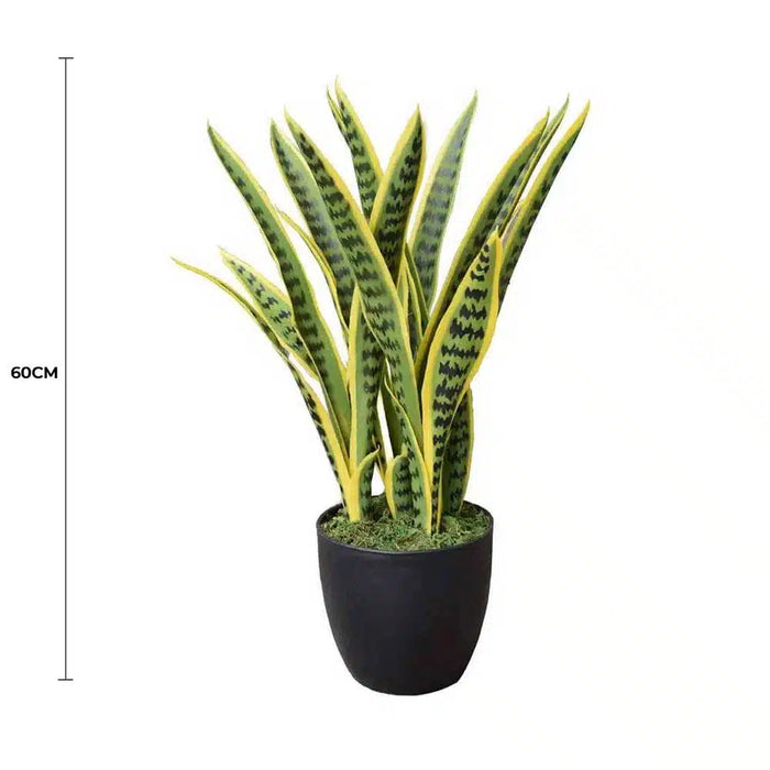 Sansevieria UV Resistant in Pot 60cm Yellow