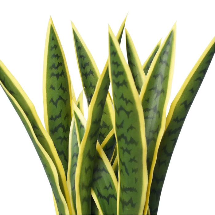 Sansevieria UV Resistant in Pot 60cm Yellow