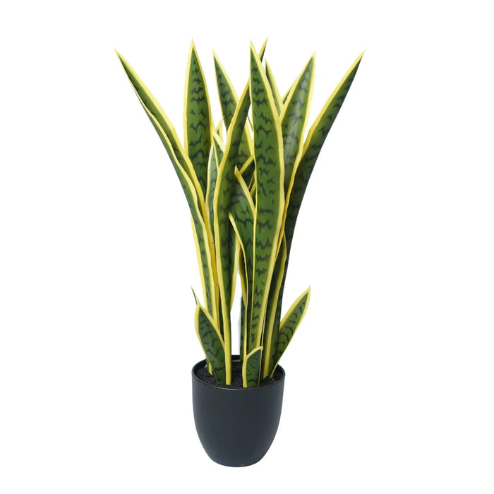 Sansevieria UV Resistant in Pot 60cm Yellow