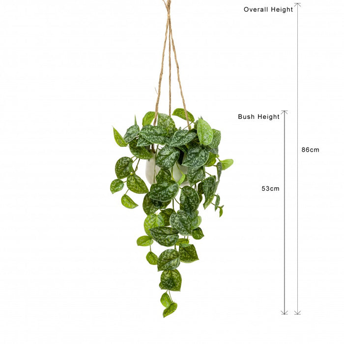 Scindapsus In Hanging Planter 86cm Set of 2