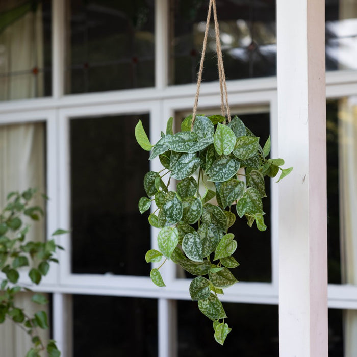 Scindapsus In Hanging Planter 86cm Set of 2