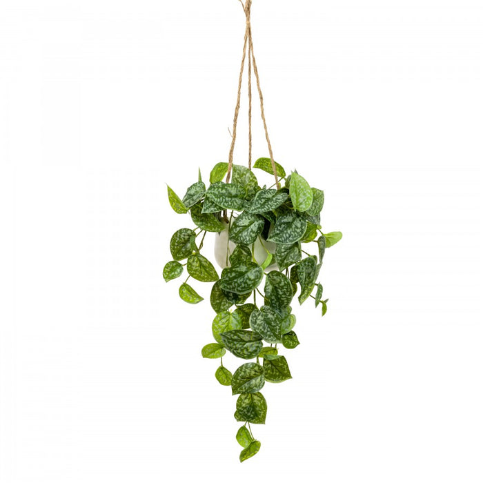 Scindapsus In Hanging Planter 86cm Set of 2