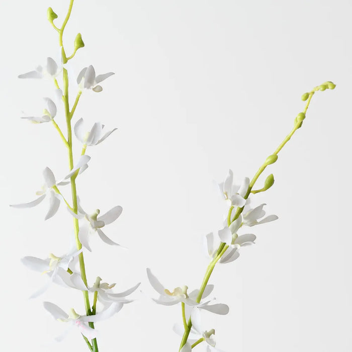 Scorpion Orchid Spray 102cm White - Pack of 12