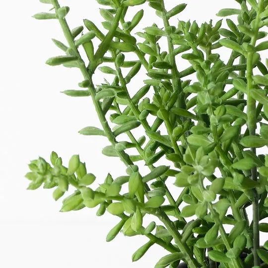 Sedum Plant 25cm Green Set of 6