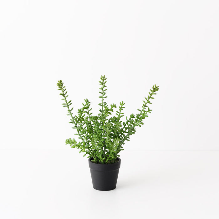 Sedum Plant 25cm Green Set of 6