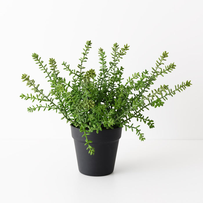 Sedum Plant 37cm Green Set of 4