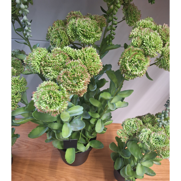 Sedum Plant Green Pink 78cm