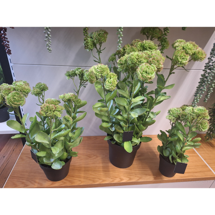 Sedum Plant Green Pink 58cm