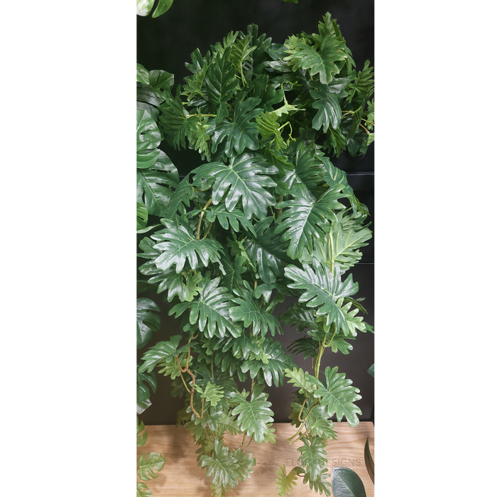 Philodendron Selloum Hanging Bush Green 91cm Pack of 4