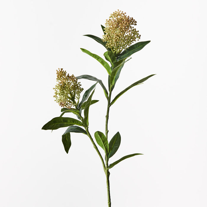 Skimmia Spray Green Brown 75cm - Pack of 12