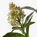 Skimmia Spray Green Brown 75cm - Pack of 12