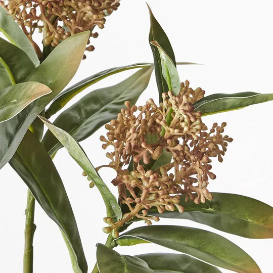 Skimmia Spray Natural 46cm - Pack of 12