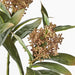 Skimmia Spray Natural 46cm - Pack of 12