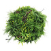 Slimline Artificial Green Wall Disc Art Country Fern 80cm - FLORA DESIGNS