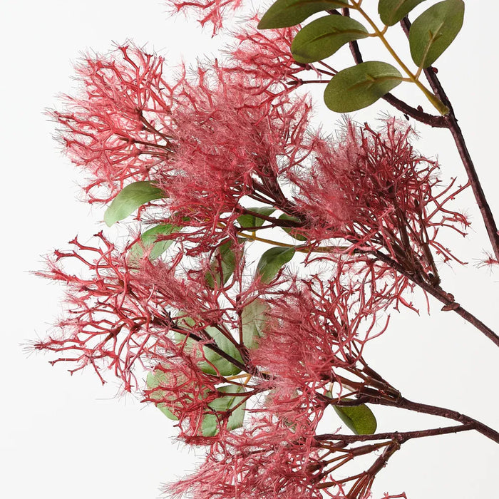 Smoke Bush Spray Burgundy 110cm Pack of 12