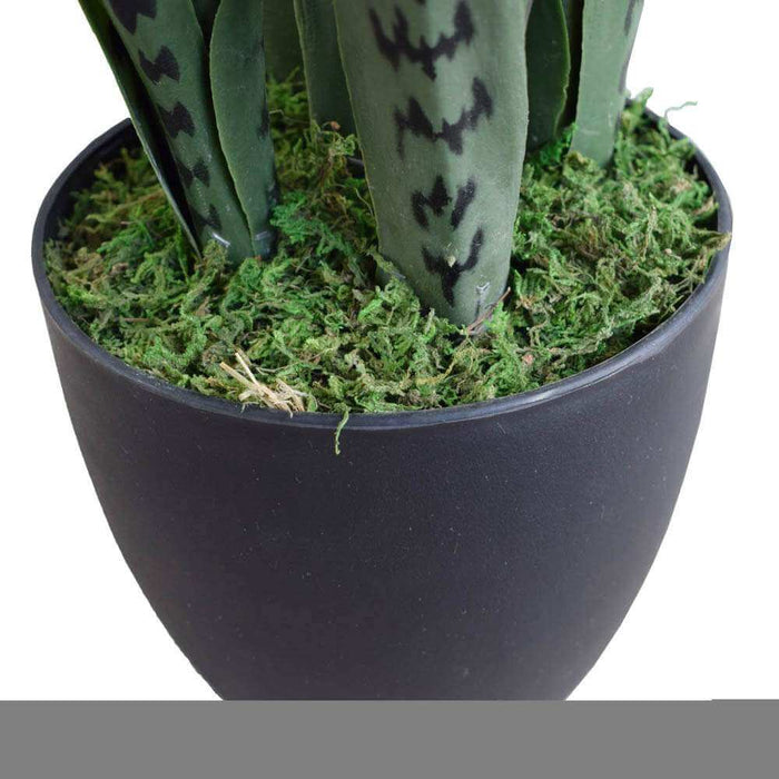 Snake Plant Sansevieria 60cm UV Resistant