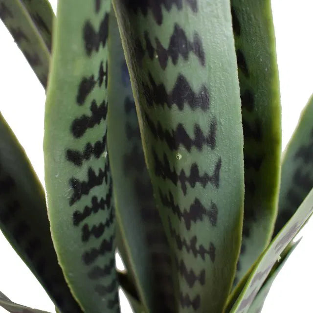 Snake Plant Sansevieria 60cm UV Resistant