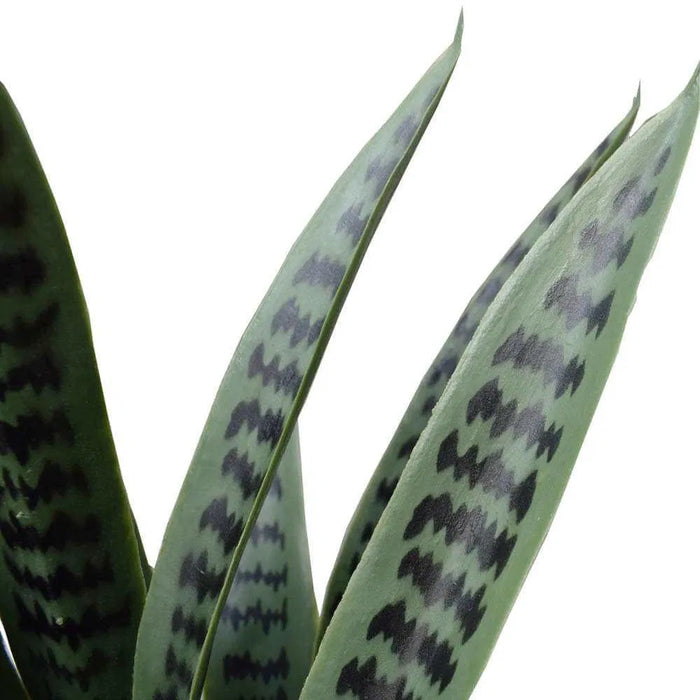 Snake Plant Sansevieria 60cm UV Resistant