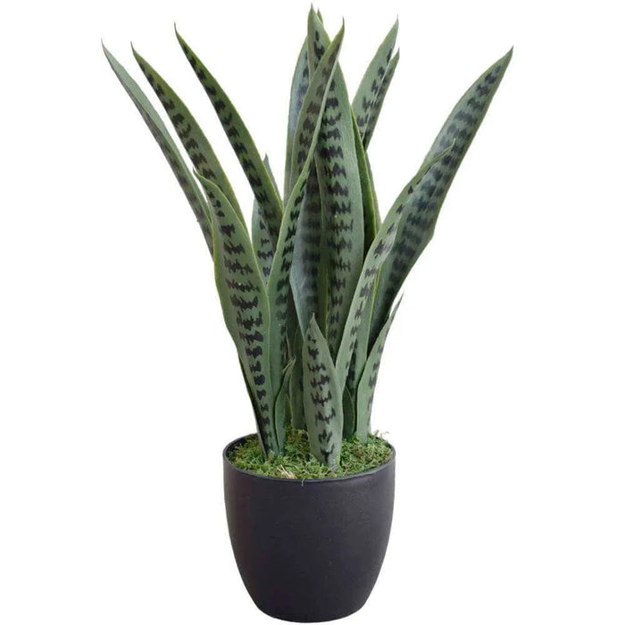 Snake Plant Sansevieria 60cm UV Resistant