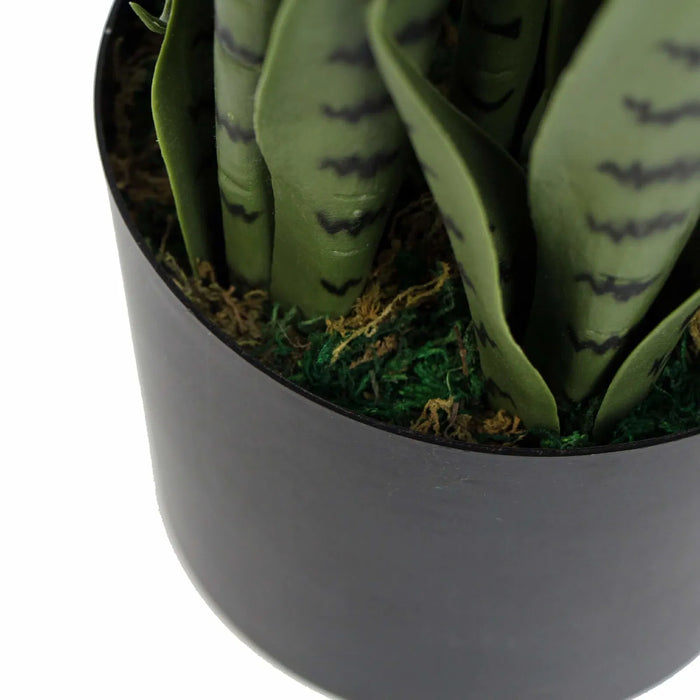 Snake Plant Sansevieria 85cm UV Resistant