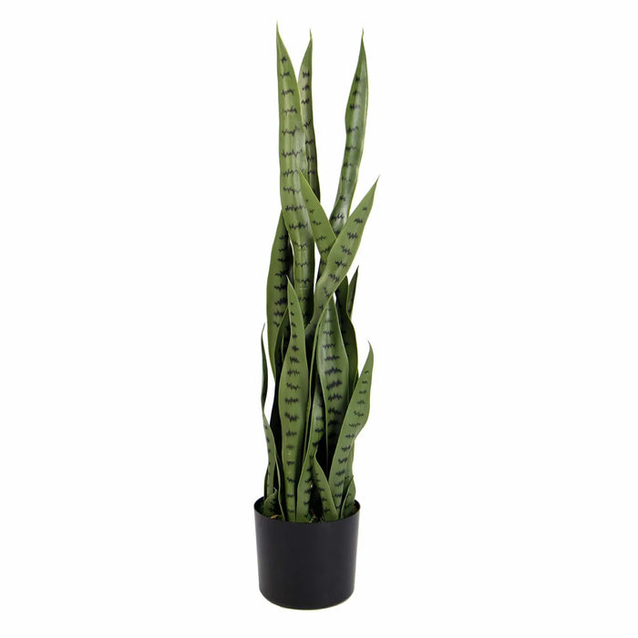 Snake Plant Sansevieria 85cm UV Resistant