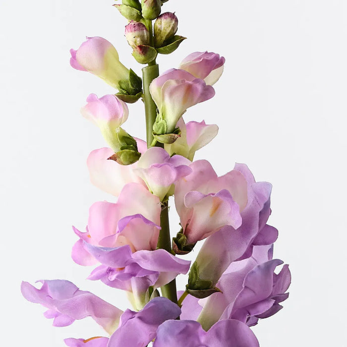 Snapdragon Lavender 65cm, Pack of 12