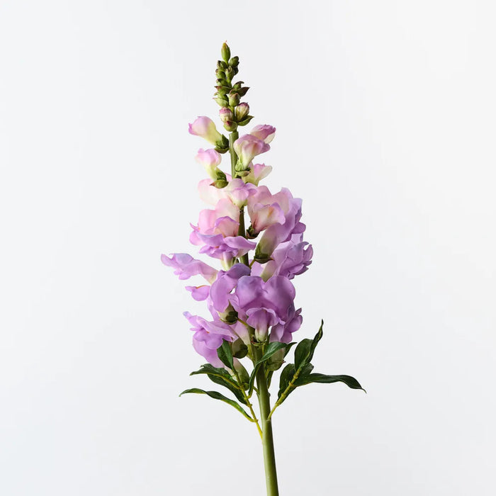 Snapdragon Lavender 65cm, Pack of 12