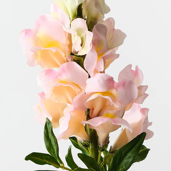 Snapdragon Peach 65cm, Pack of 12
