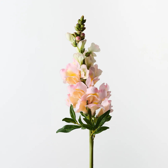 Snapdragon Peach 65cm, Pack of 12