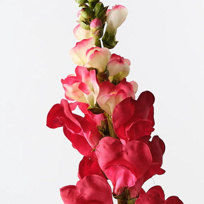 Snapdragon Watermelon Red 65cm, Pack of 12