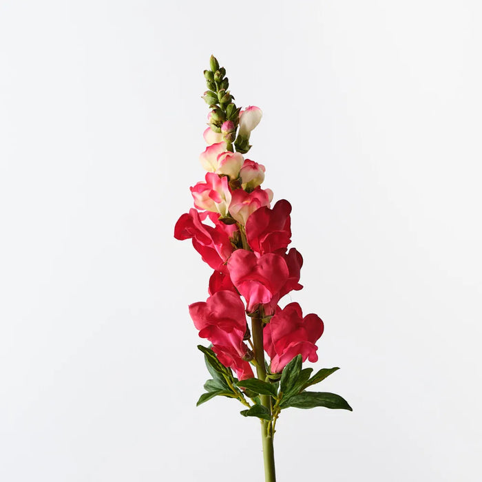 Snapdragon Watermelon Red 65cm, Pack of 12