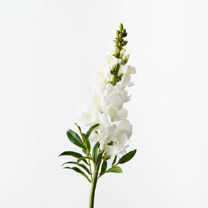 Snapdragon White 65cm, Pack of 12