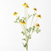 Sneezeweed Spray Yellow 91cm - Pack of 12