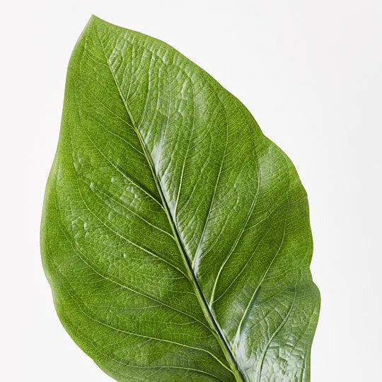 Spathiphyllum Leaf Green 80cm Pack of 12