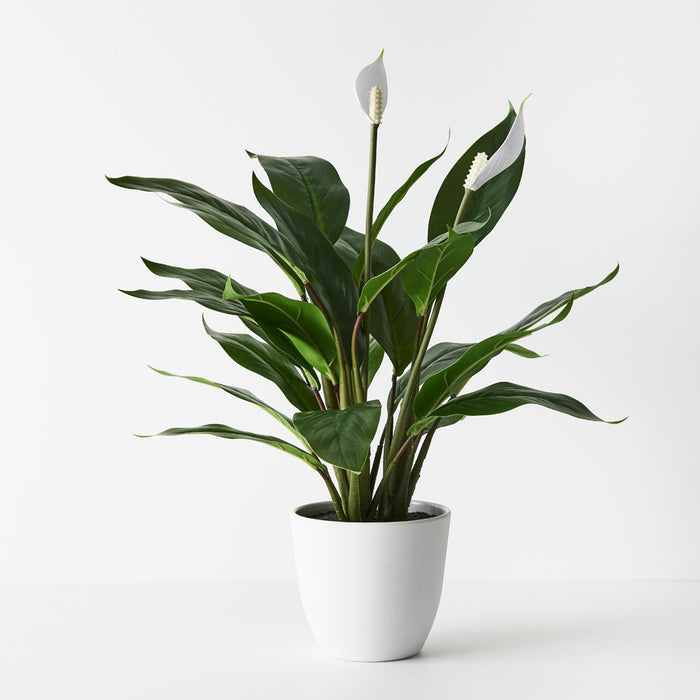Spathiphyllum Plant in Pot Green White 50cm Pack of 2