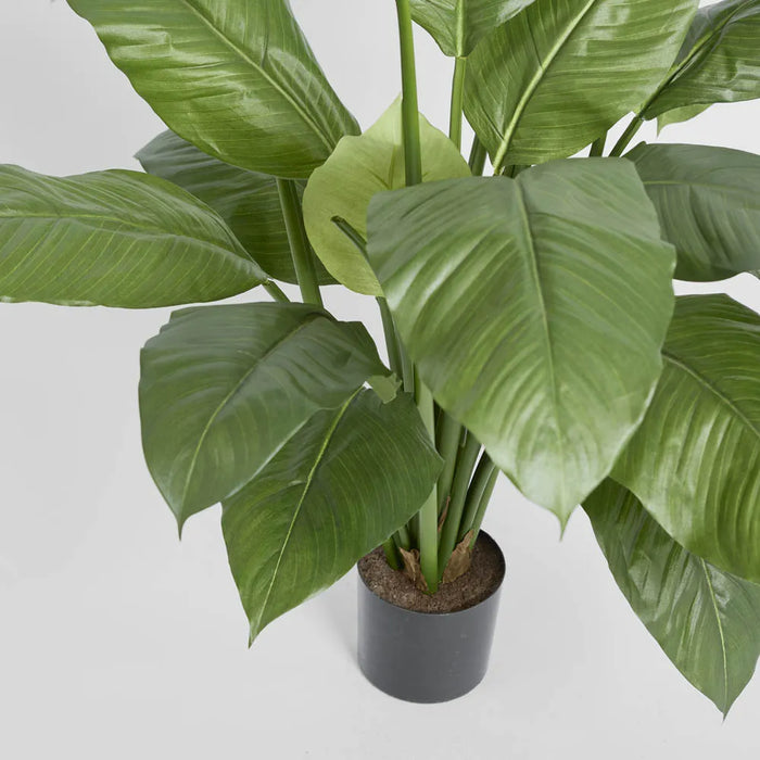 Spathiphyllum Potted Plant 100cm