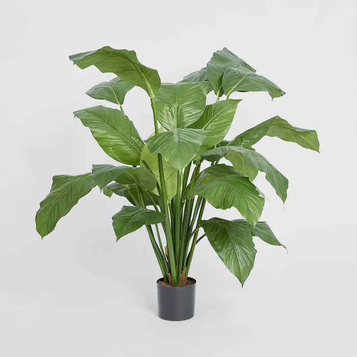 Spathiphyllum Potted Plant 100cm