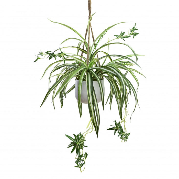 Spider Plant In Hanging Planter 68cm Set of 2