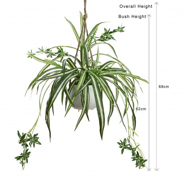 Spider Plant In Hanging Planter 68cm Set of 2