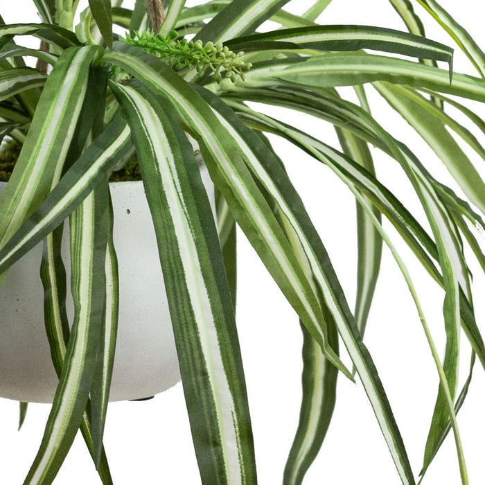 Spider Plant In Hanging Planter 68cm Set of 2