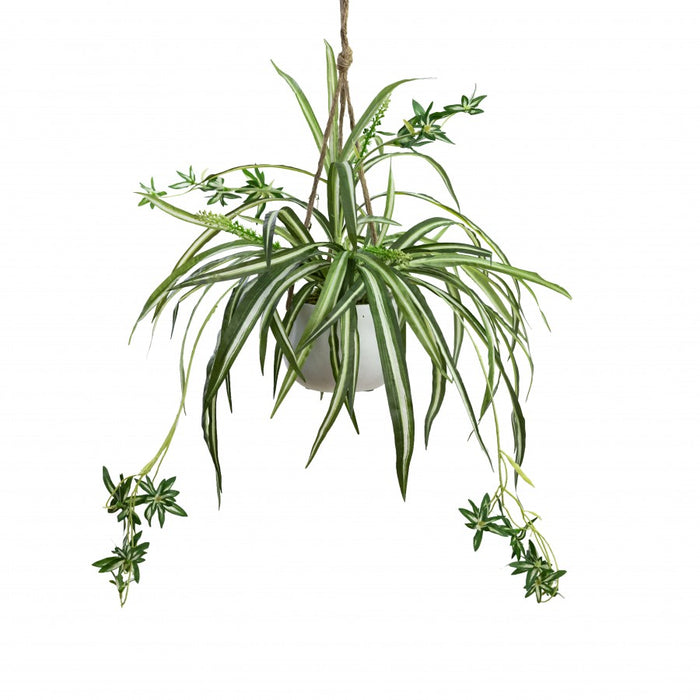 Spider Plant In Hanging Planter 68cm Set of 2