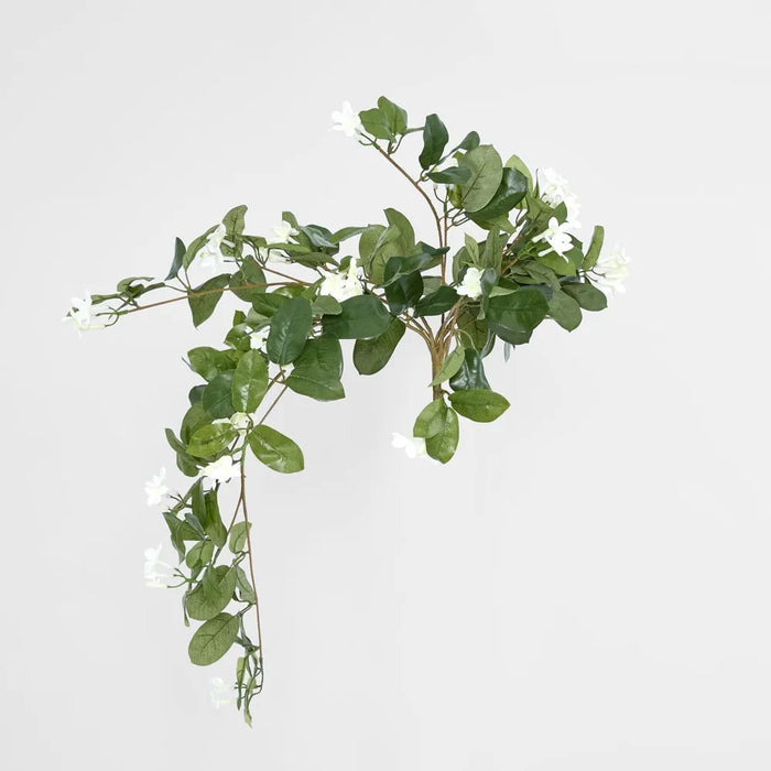 Stephanotis Bush Hanging 90cm Green Pack of 6