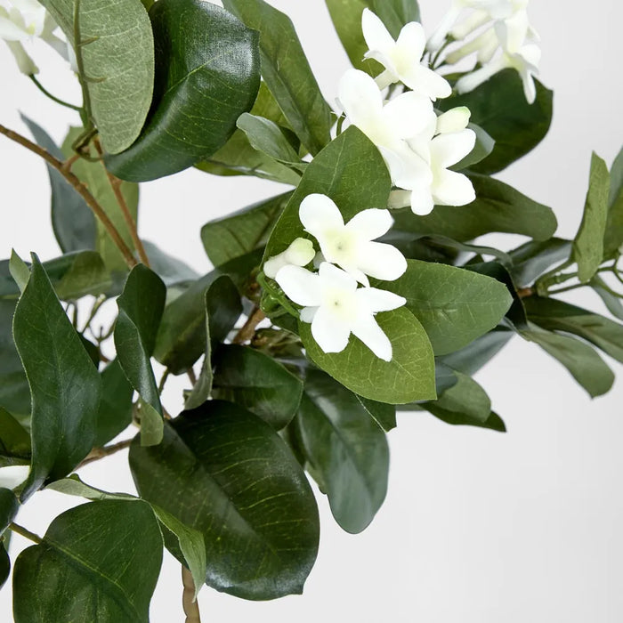 Stephanotis Bush Hanging 90cm Green Pack of 6