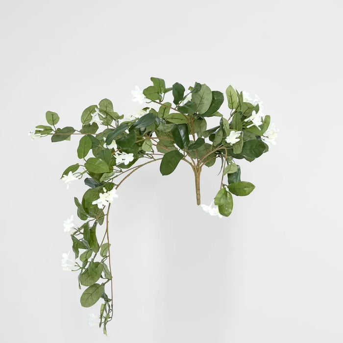 Stephanotis Bush Hanging 90cm Green Pack of 6