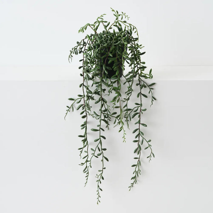 String of Beans Plant 52cm Green - Pack of 6