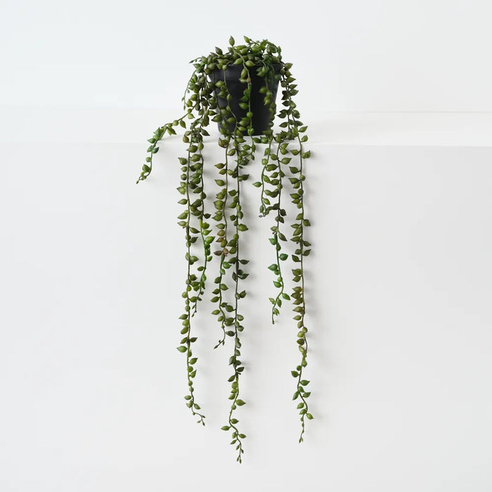 String of Pearls Plant 59cm Green - Pack of 4