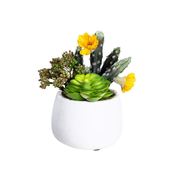 Succulent In Small Pot 20cm Set of 2