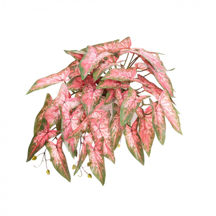 Syngonium Bush in Pot 30cm Pink Set of 2