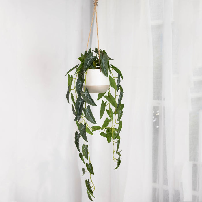 Syngonium In Hanging Planter 105cm