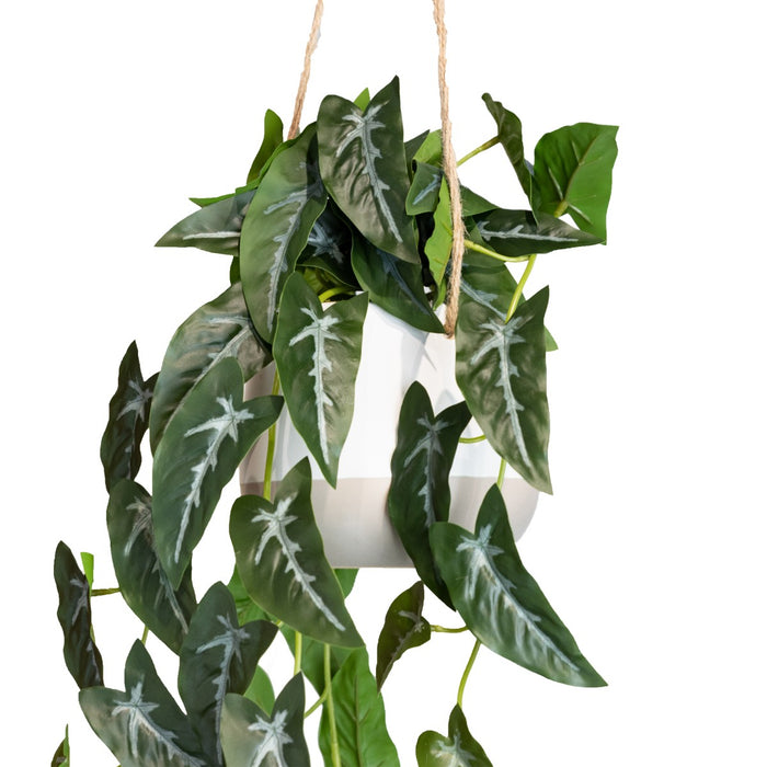 Syngonium In Hanging Planter 105cm